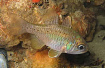 tn_Aprue_u1.jpg