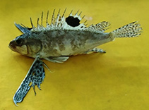 tn_Apsha_u1.jpg