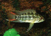 Image of Apistogramma viejita 