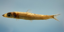Image of Argentina georgei (Blackbelly Argentine)