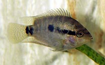 Image of Rocio spinosissima 