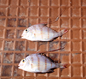 tn_Arspi_j0.jpg