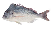 tn_Arspi_u2.jpg