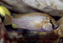 Image of Astatotilapia calliptera (Eastern happy)