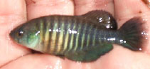 Image of Garcialebias adloffi 