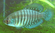 Image of Garcialebias charrua 