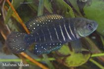 Image of Gymnolebias jaegari 