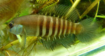 Image of Acantholebias luteoflammulatus 