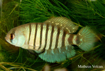 Image of Garcialebias minuano 