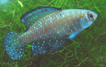 Image of Argolebias nigripinnis (Blackfin pearlfish)