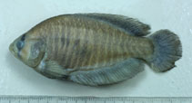 Image of Austrolebias vandenbergi 
