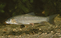 Image of Luciobarbus albanicus 