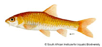 Image of Enteromius argenteus (Rosefin barb)