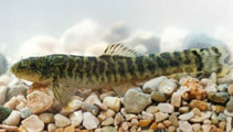Image of Oxynoemacheilus namiri (Levantine loach)