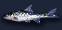 Image of Enteromius carcharhinoides 