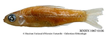 Image of Enteromius carens 