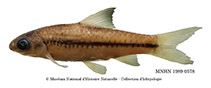 Image of Enteromius chlorotaenia 