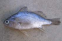 tn_Bagoe_j0.jpg
