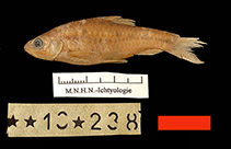 tn_Bagui_u4.jpg