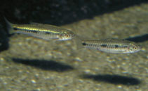 Image of Enteromius macinensis 