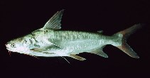 Image of Bagre marinus (Gafftopsail sea catfish)