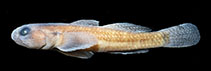 Image of Bathygobius mero (Sponge frillgoby)
