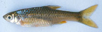 Image of Enteromius nyanzae (Nyanza barb)