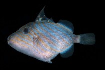 Image of Balistapus undulatus (Orange-lined triggerfish)