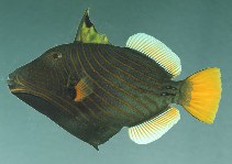 Image of Balistapus undulatus (Orange-lined triggerfish)