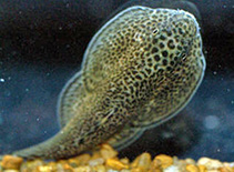 Image of Beaufortia leveretti 