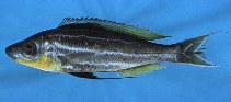 Image of Benthochromis tricoti 