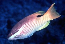 Image of Bodianus albotaeniatus 