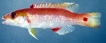 Image of Bodianus cylindriatus 