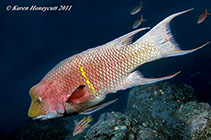 Image of Bodianus diplotaenia (Mexican hogfish)