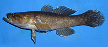 Image of Bostrychus expatria 