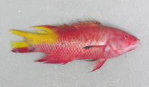 Image of Bodianus insularis (Island hogfish)