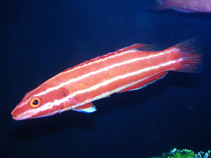 Image of Bodianus neopercularis 