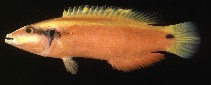 Image of Bodianus sanguineus (Sunrise wrasse)