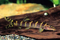Image of Sinibotia superciliaris 