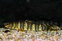 Image of Botia udomritthiruji 