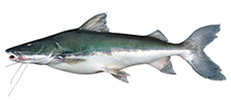 Image of Brachyplatystoma capapretum 