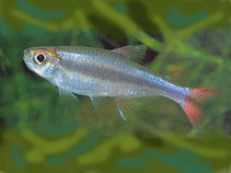 Image of Bryconamericus diaphanus 