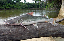 Image of Brachyplatystoma filamentosum (Kumakuma)