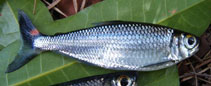 Image of Bryconops giacopinii 