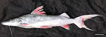 Image of Brachyplatystoma rousseauxii (Zungaro dorado)