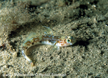Image of Buenia jeffreysii (Jeffrey\