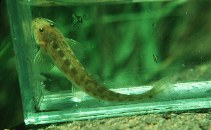 Image of Bullockia maldonadoi 