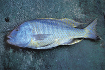 tn_Bunot_m1.jpg