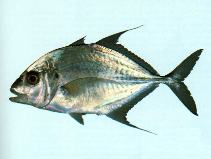Image of Platycaranx chrysophrys (Longnose trevally)