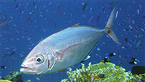 Image of Craterognathus plagiotaenia (Barcheek trevally)